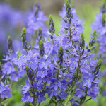 Veronica spicata Shirley Blue Przetacznik kłosowy