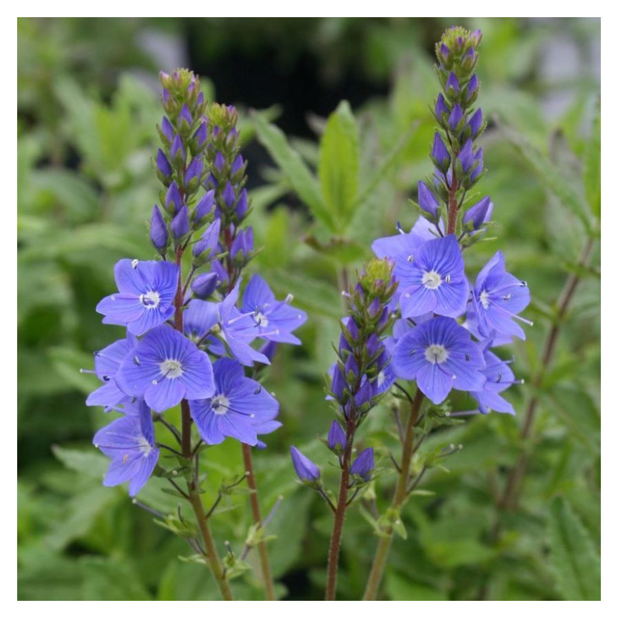 Veronica teucrium Royal Blue Przetacznik pagórkowy