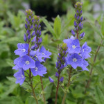 Veronica gentianoides...