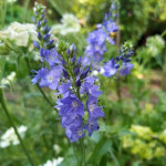 Veronica teucrium Royal Blue Przetacznik pagórkowy