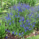 Veronica teucrium Royal Blue Przetacznik pagórkowy