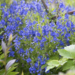 Veronica teucrium Royal Blue Przetacznik pagórkowy