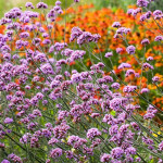 Veronica spicata Incana Przetacznik kłosowy Incana