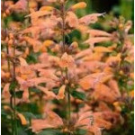 Agastache Mango Tango Kłosowiec