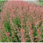 Agastache Rugosa Fleur