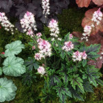 Tiarella Angel Wings Tiarella