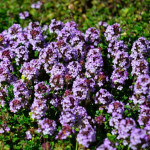 Thymus commosum Donne Valley Macierzanka cytrynowa