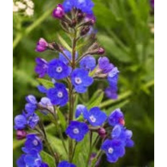 Anchusa Azurea Royalist