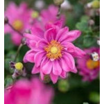 Anemone japonica Splendens Zawilec