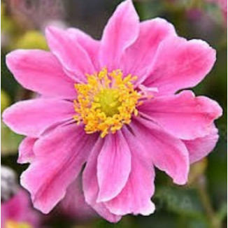 Anemone Little Breeze Pink...