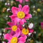 Anemone Summer Breeze Vibrant Pink Zawilec - Rośliny od Ogrodnika Szkółka Barcikowscy