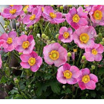 Anemone japonica Splendens...