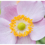 Anemone Summer Breeze Baby Pink Zawilec