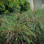 Thuja  Plicata Whipcord