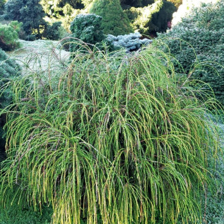 Thuja Plicata Whipcord