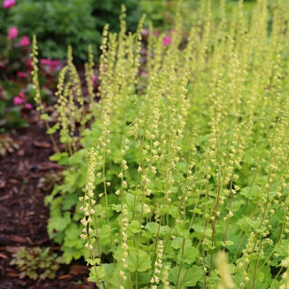 Heucherella Mojito Żuraweczka