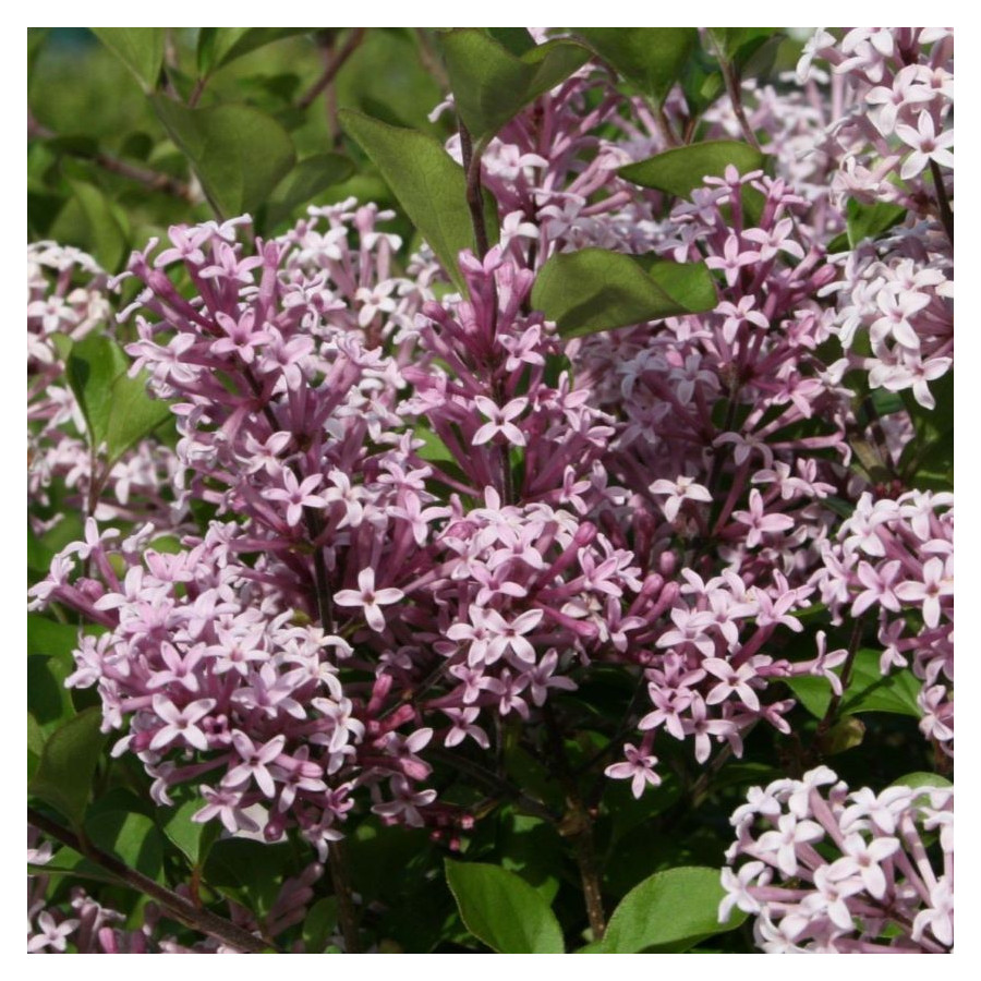Syringa Meyerii Palibin Lilac Lilak - Rośliny od Ogrodnika Szkółka Barcikowscy