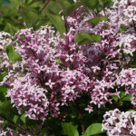 Syringa Meyerii Palibin Lilac Lilak - Rośliny od Ogrodnika Szkółka Barcikowscy
