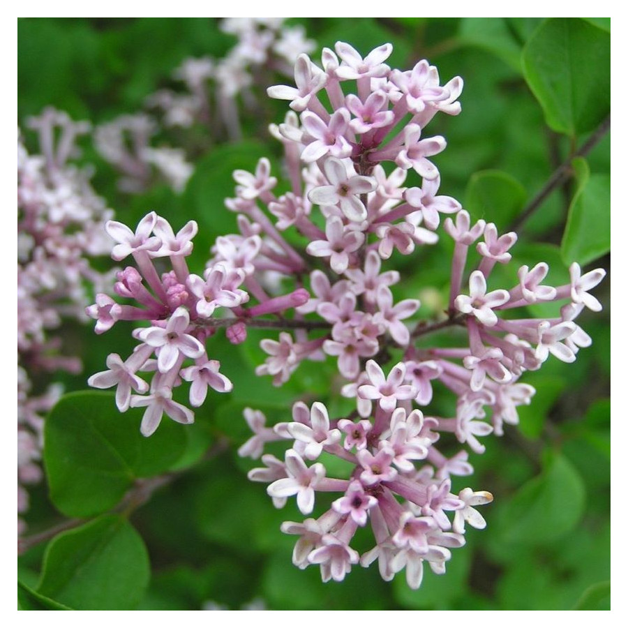 Syringa Meyerii Palibin Lilac Lilak - Rośliny od Ogrodnika Szkółka Barcikowscy
