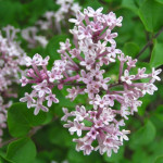 Syringa Meyerii Palibin Lilac Lilak - Rośliny od Ogrodnika Szkółka Barcikowscy