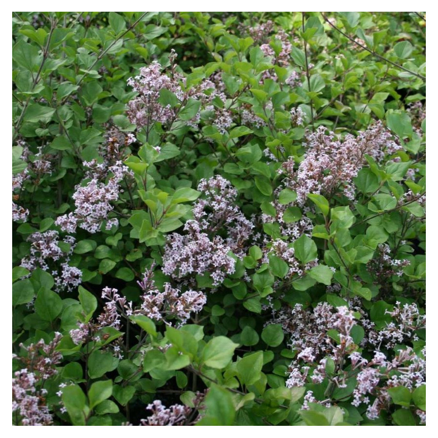 Syringa Meyerii Palibin Lilac Lilak - Rośliny od Ogrodnika Szkółka Barcikowscy