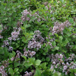 Syringa Meyerii Palibin Lilac Lilak - Rośliny od Ogrodnika Szkółka Barcikowscy