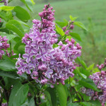 Syringa Vulgaris Sensation Lilac Lilak - Rośliny od Ogrodnika Szkółka Barcikowscy