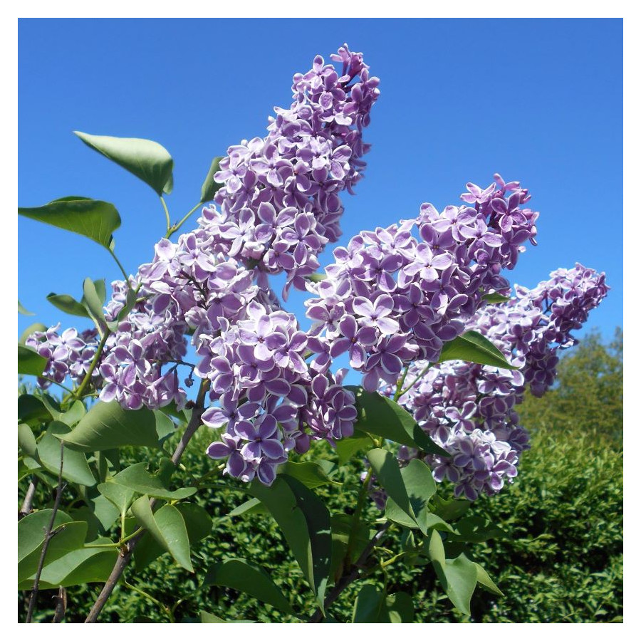 Syringa Vulgaris Sensation Lilac Lilak - Rośliny od Ogrodnika Szkółka Barcikowscy