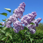 Syringa Vulgaris Sensation Lilac Lilak - Rośliny od Ogrodnika Szkółka Barcikowscy