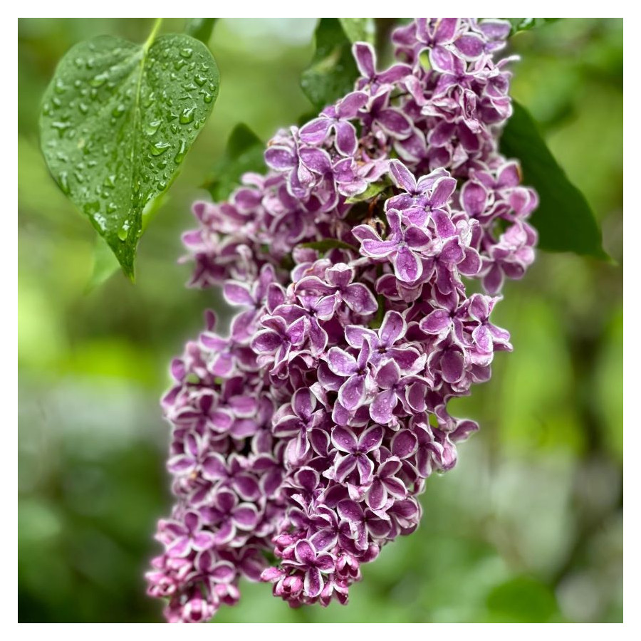 Syringa Vulgaris Sensation Lilac Lilak - Rośliny od Ogrodnika Szkółka Barcikowscy
