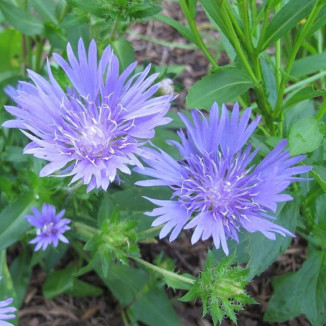 Centaurea montana Chaber...