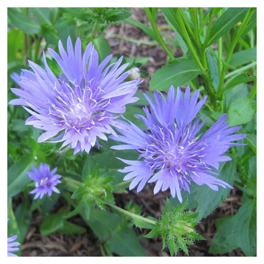 Stokesia laevis Mel's Blue Stokezja gładka