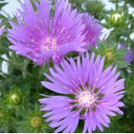 Stokesia laevis Mel's Blue Stokezja gładka