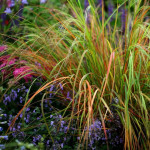 Stipa arundinacea Ostnica trzcinowata