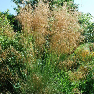 Stipa gigantea Ostnica- Rośliny od Ogrodnika Szkółka Barcikowscy