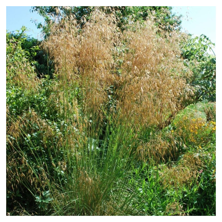 Stipa gigantea Ostnica- Rośliny od Ogrodnika Szkółka Barcikowscy