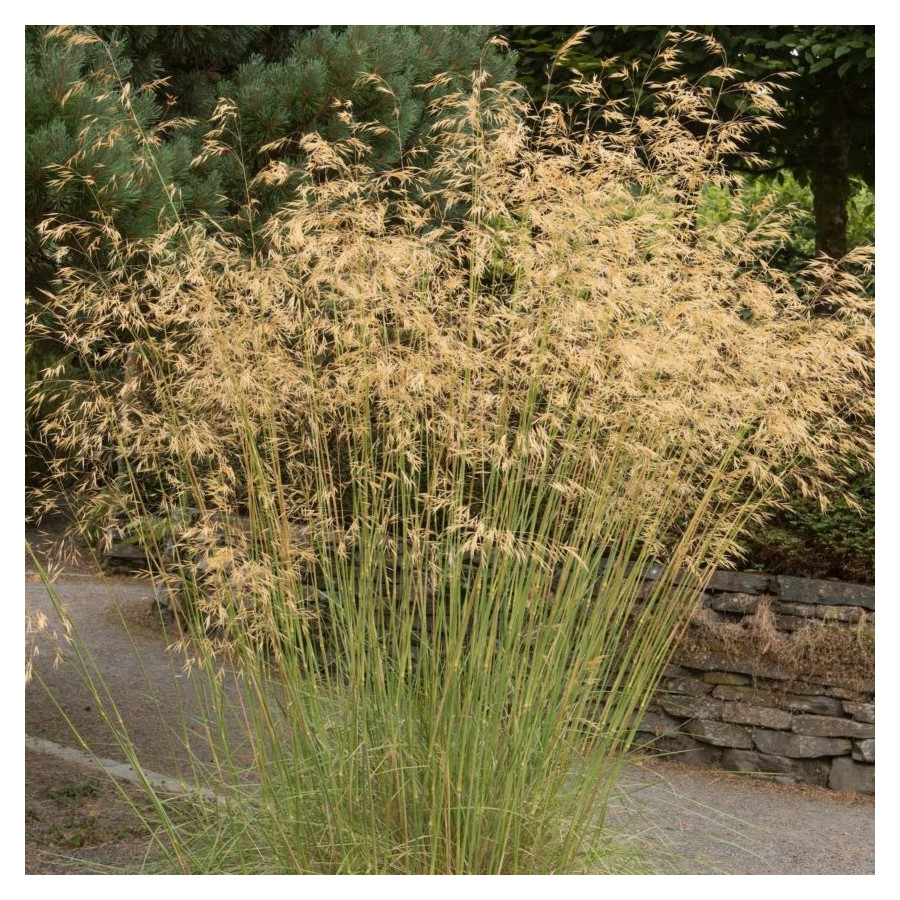 Stipa gigantea Ostnica- Rośliny od Ogrodnika Szkółka Barcikowscy