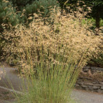 Stipa gigantea Ostnica- Rośliny od Ogrodnika Szkółka Barcikowscy