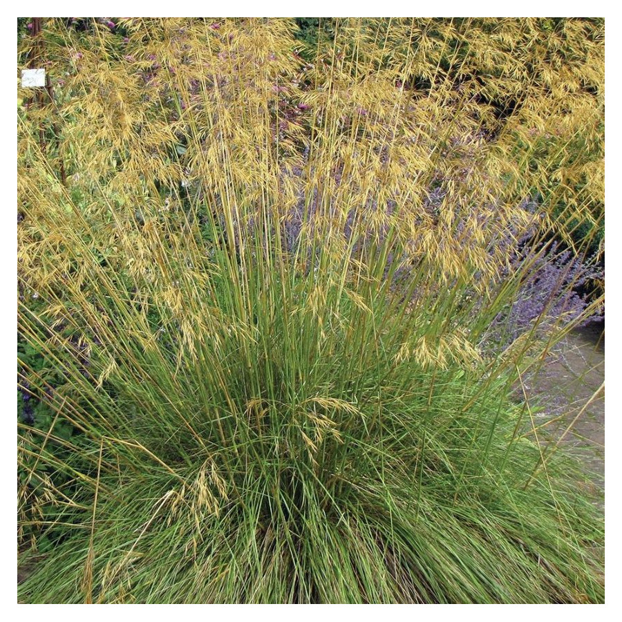 Stipa gigantea Ostnica- Rośliny od Ogrodnika Szkółka Barcikowscy