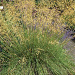 Stipa gigantea Ostnica- Rośliny od Ogrodnika Szkółka Barcikowscy