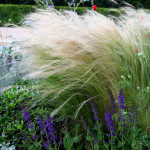 Stipa tenuissima Pony Tails Ostnica cieniutka