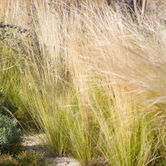 Stipa tenuissima Porny Trails