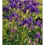 Aquilegia alpina Orlik