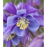 Aquilegia alpina Orlik