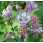 Aquilegia caerulea Spring Magic Rose and White Orlik niebieski Spring Magic Rose and White