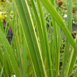 Spartina pectinata Aureomarginata Spartyna grzebieniasta