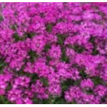 Arabis blepharophyllia Rose Delight Gęsiółwka orzęsiona