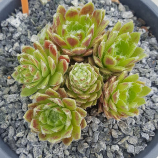 Sempervivum Zuneberichum...