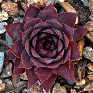 Sempervivum Zulu Rojnik