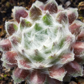 Sempervivum Zuckerwatte Rojnik